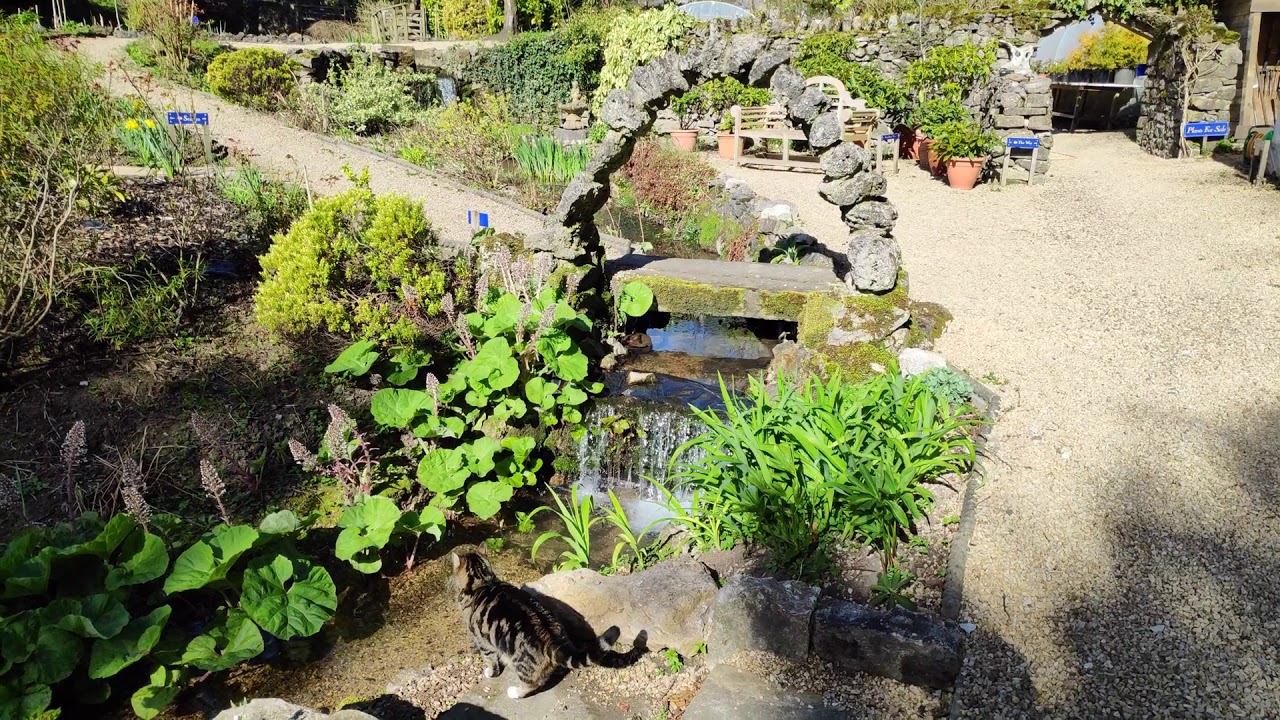 Cascades Gardens Bonsall in spring 2020