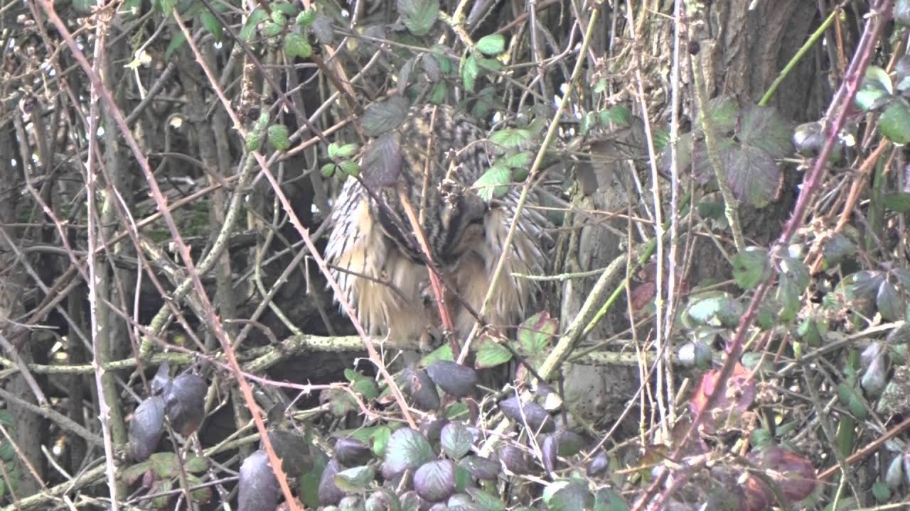 gardeners supply catalog Long Eared Owl