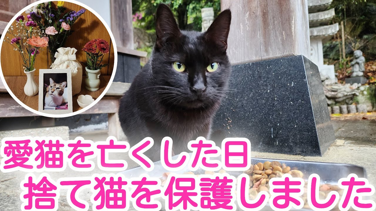 【生まれ変わり？】愛猫を亡くした日に捨て猫に出逢い、保護しました