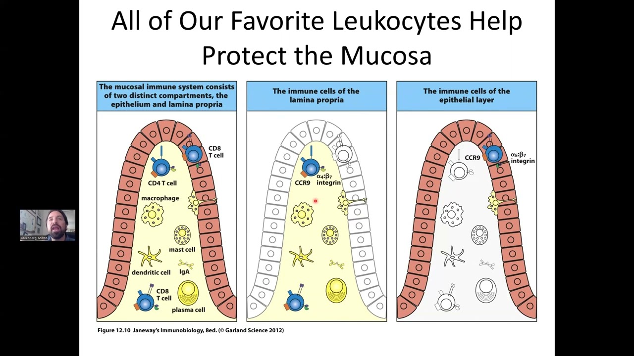 Immunology Microbiome & Mucosal Immunity. Milton Greenberg, Ph.D.