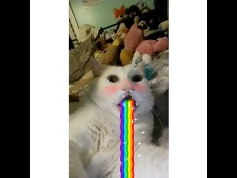 Блюющий кот картинка мем