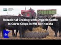 Rotational Grazing with Organic Cattle in Cover Crops in NW Minnesota