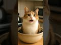 【面白い動画】 かわいい猫 - かわいい犬 - 最も面白いペットの動画 #cat #ネコ#子ネコ #shots #shortvideo #猫　#catshorts #catvideos  #aicat