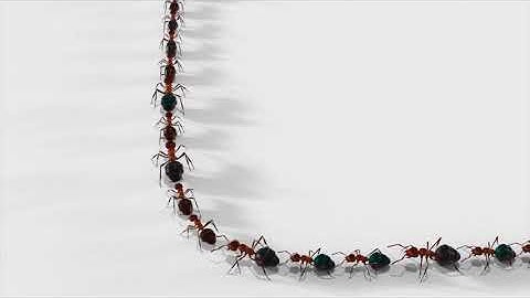 Gel diệt kiến Maxforce Quantum 12gr