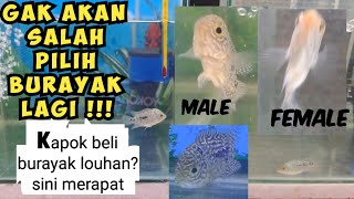 JANGAN SALAH PILIH BURAYAK LOUHAN !!