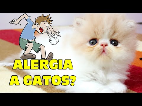Vídeo: Quais São Os Gatos Alérgicos A?