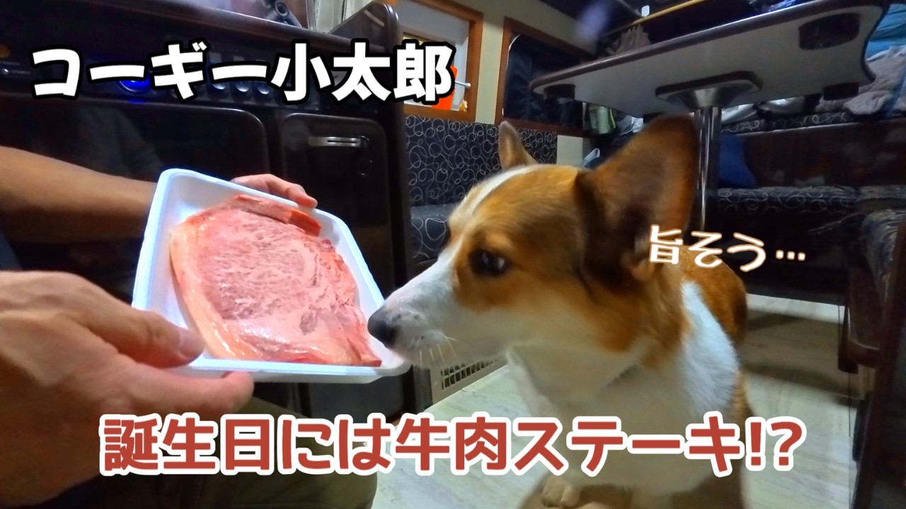 Котаро, японский корги, путешествует в автодоме и спит в машине.