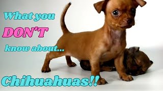 What You DONT Know About Chihuahuas #dogs #subscribe #1000subscribers by PuppyNation 4,711 views 1 year ago 2 minutes, 45 seconds