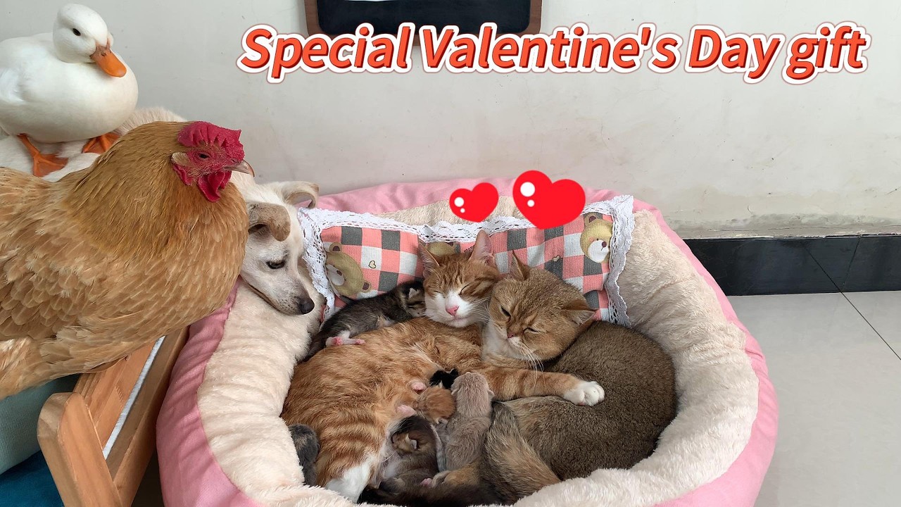 So sweet! The cat gave birth to 9 kittens for her husband as the most precious Valentine's Day gift.