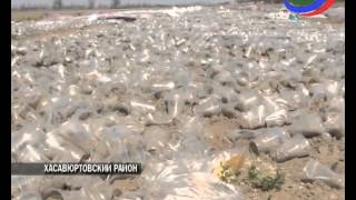 Видео Жители села Сивух Хасавюртовского района спалили теплицу китайцев (автор: РГВК "Дагестан")