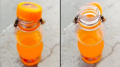 Bees are Getting Smarter