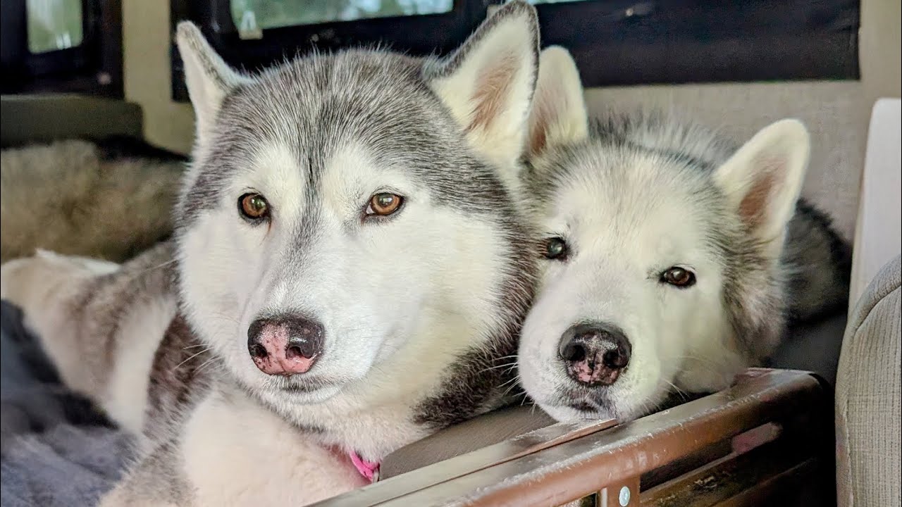 The Saddest Part of Camping: Packing Up the Dogs and Saying Goodbye