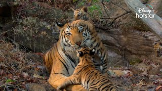 Disneynature's Tiger | Narrated by Priyanka Chopra Jonas | Now Streaming | DisneyPlus Hotstar