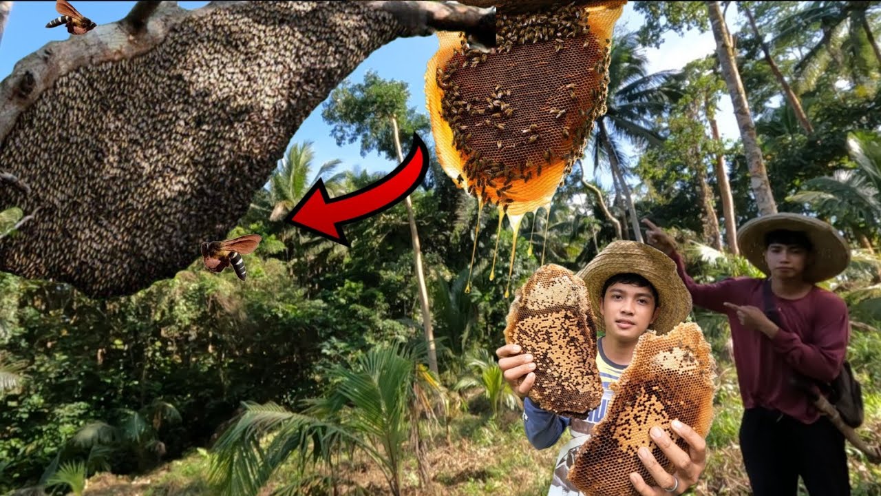MGA WILD HONEY NAGKALAT SA NIYOGAN NI TATAY PAPAHARVEST NATIN SA KAIBIGAN NATIN