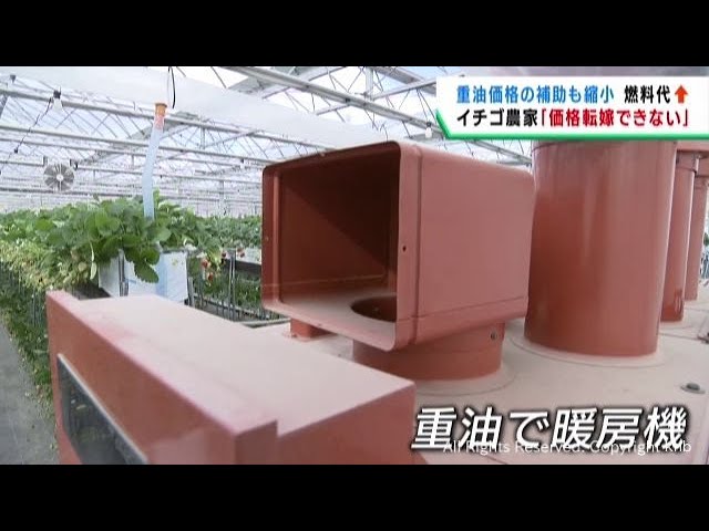 重油も補助金縮小で値上がり イチゴ農家にとっても深刻な問題 - YouTube