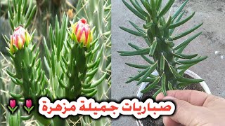 (صباريات جميلة مزهرة) من العصاريات الجميلة ( دبوس حواء) subulata