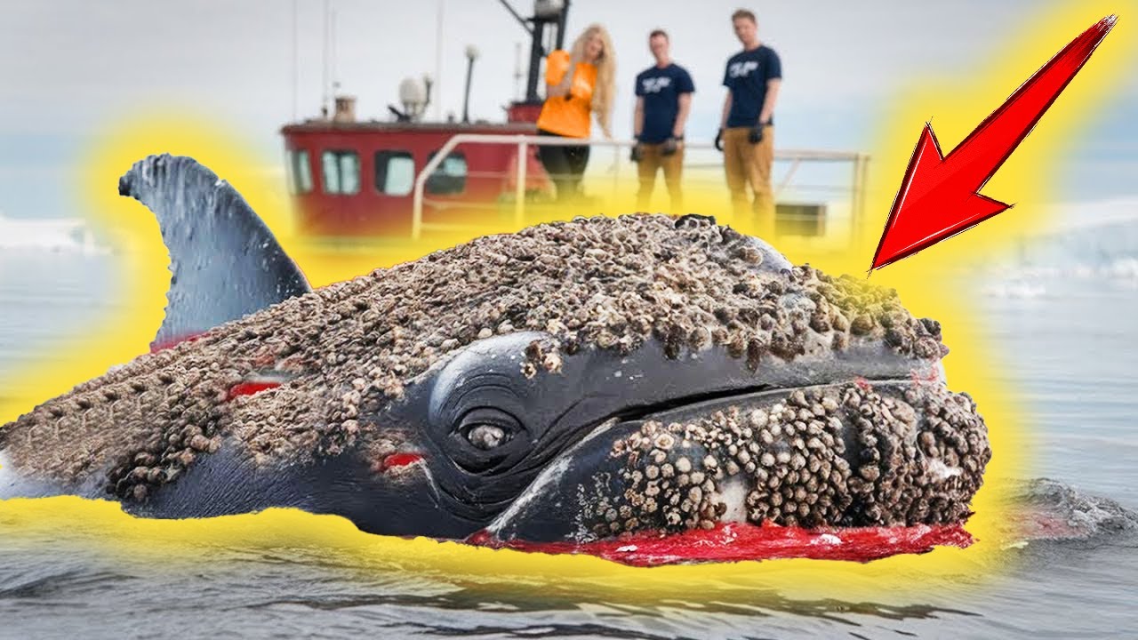 Heroic Rescue: Animals Covered in Parasites and Barnacles Saved by Brave Rescue Team!