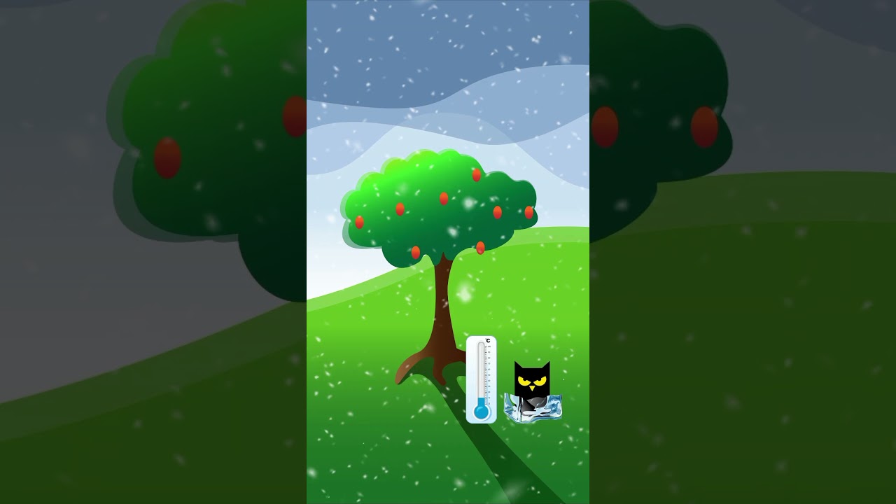 [SUB] Why Are Oranges Sometimes Dyed for Better Sales 