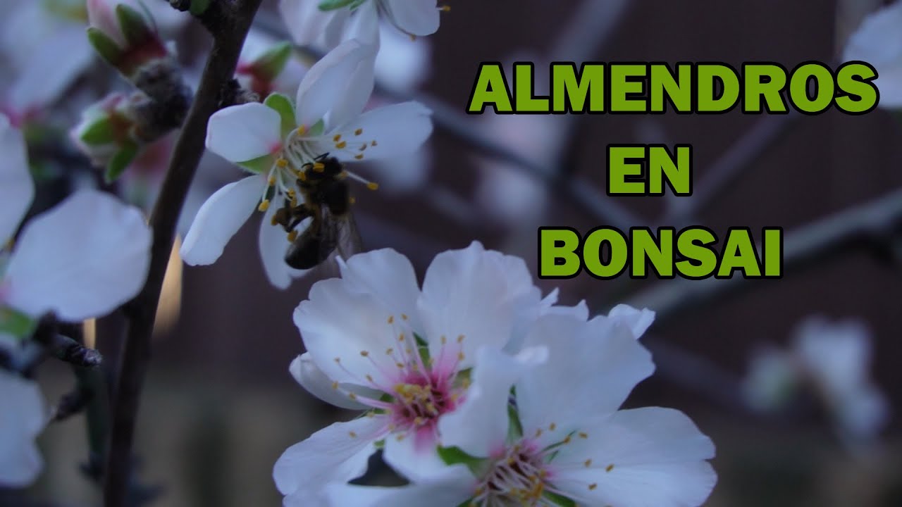 Almendro febrero 2024