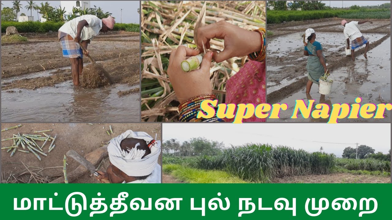 தீவன புல் வளர்ப்பு முறை | Super Napier Theevana Payir | Pasum Theevanam Valarpu | Cow Food in Tamil