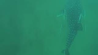 Kish island iran. Instagram: tirex.nov.1983