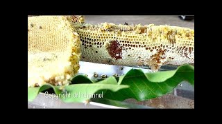 Amazing Man Harvest Honey From Mango Tree In Cambodia Lifestyle How To Harvest Honeybees