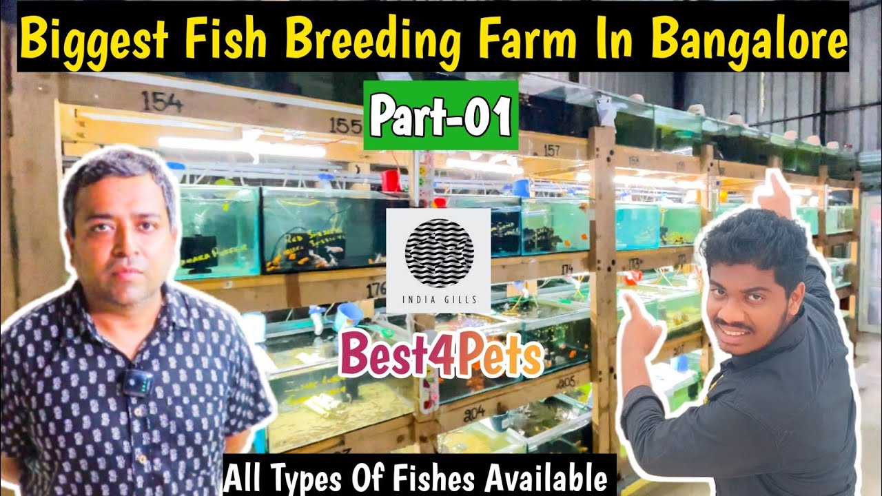 350 Varietiy Of Fishes Biggest Fish Breeding Farm in Bangalore Best