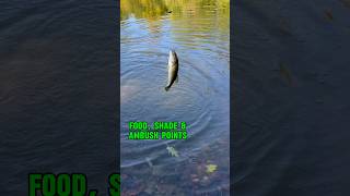 BEST Spots To FIND Fish FAST!! 💨 🎣 #shorts #fishing