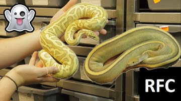 You wont believe these GHOST combos!!