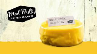 How To Make Cheddar Cheese With Mad Millie
