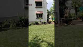 Tiny Lawn Renovation My Yard