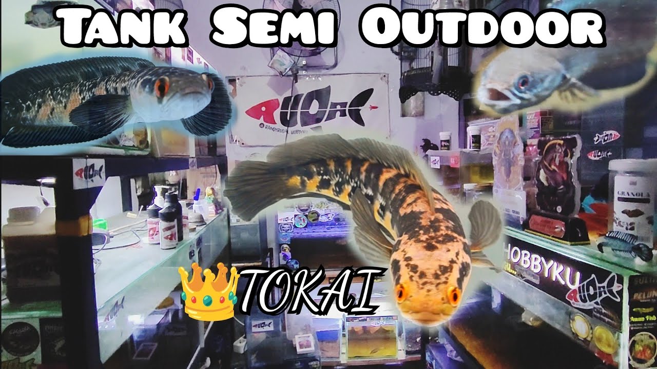 Review Ikan Channa Di Tank Semi Outdoor‼️👑King of Channa Galon‼️