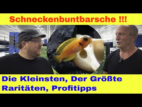 Snail cichlids from Lake Tanganyika – Tips & Tricks with Guido Müller Cichlidenstadel