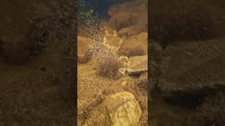 Discovering a Newly Formed Natural Spring | ViralHog #shorts