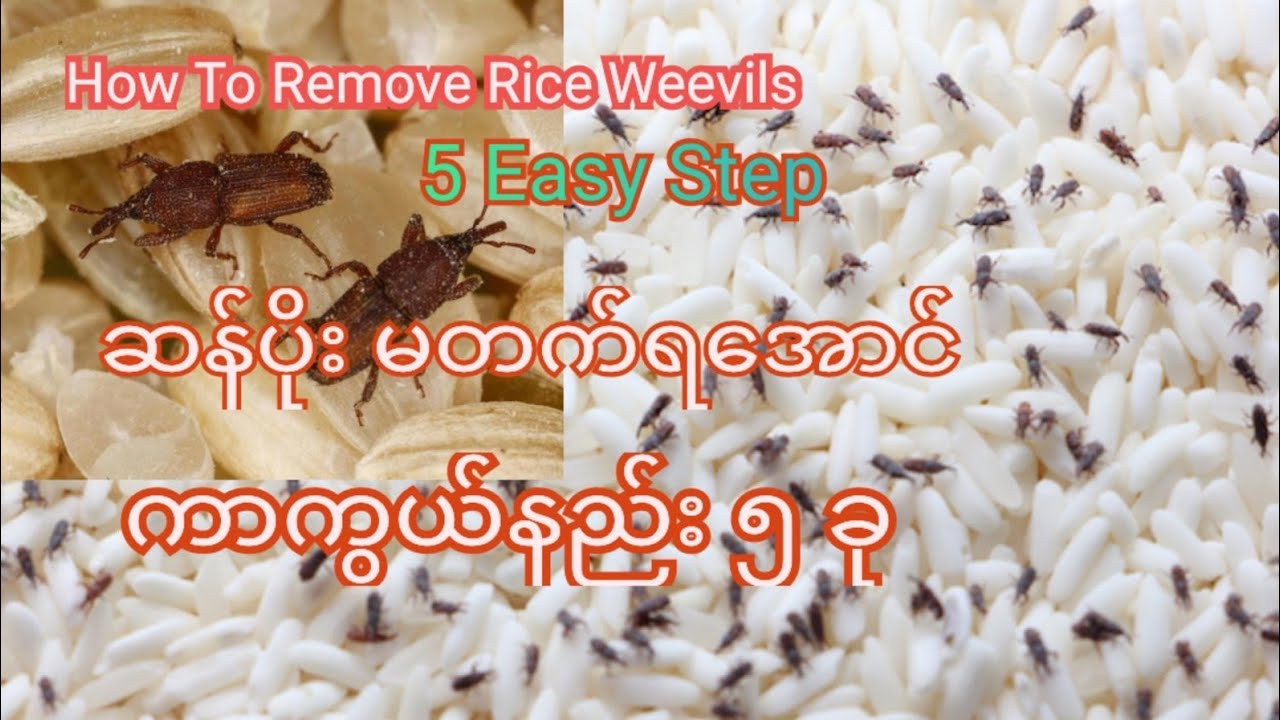 ဆန်ပိုး ဖယ်ရှားနည်း နဲ့ ဆန်ပိုးမတက်အောင် ကာကွယ်နည်း 5 ခု How To Get Rid of Rice Weevils 5 Easy Etep