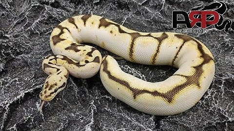 Line Breeding Ball Pythons