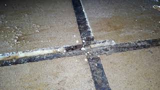 Pavement ants in Bridgewater, NJ
