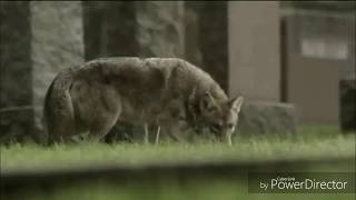 Anipop: Coyote Pop Commercial