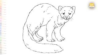 American Marten drawings | Animal sketches | How to draw A Marten step by step | #artjanag
