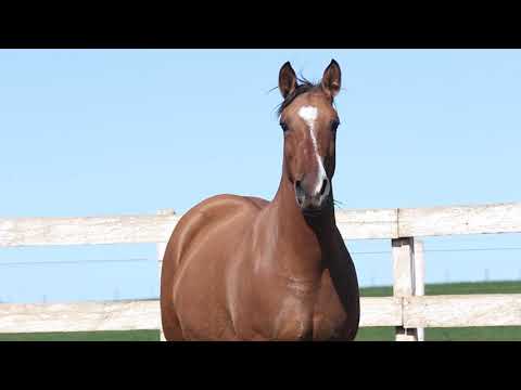 Lote 22 KATRINA DA RIBEIRÃO BONITO