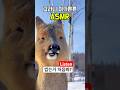 킹받는 고라니 ASMR 긴급입수ㅋㅋ