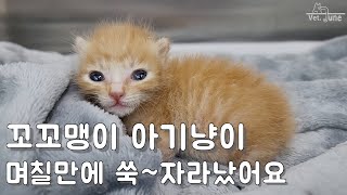 [오늘의 손님] 폐렴으로 입원한 꼬꼬맹이 #고양이​#아기냥이​​#동물병원​