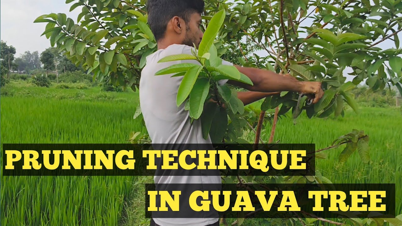 Pruning technique in guava plant/ How to prune guava plant 