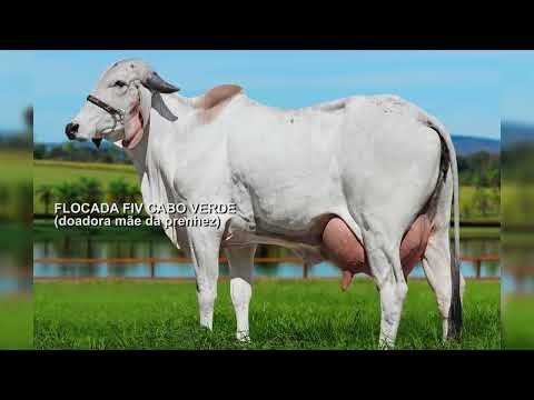 LOTE 03   PAISAGEM FIV CABO VERDE JCVL5514