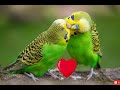 The Most Beautiful Twitter Sound To Activate The Budgie To Play And Frenzy For Mating 