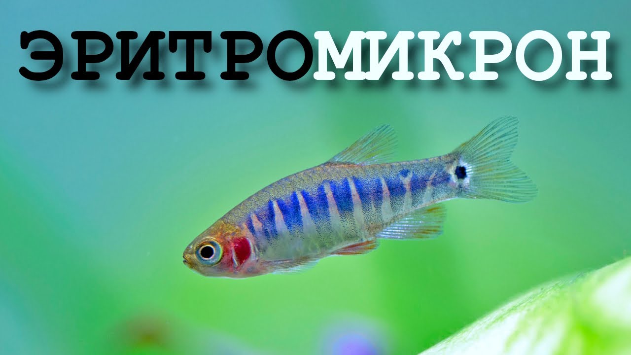Микрорасбора эритромикрон – рыбсик для нано аквариума