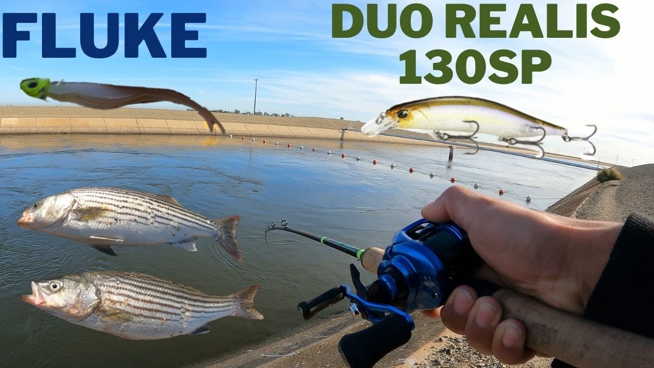 ca aqueduct fishing lures California Inshore Special Flash Minnow 110 Introducing the Canal Shad Fishing Lure Sinking Jig  Your Secret Weapon for Unprecedented Fishing Success Best lure for aqueduct fishing: