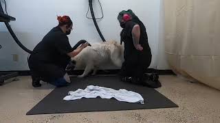 Petey the Great Pyrenees German Shepherd dog
