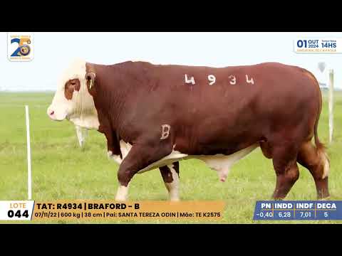 LOTE 044 4934 BRAFORD Leilão Santa Tereza e Madrinha 01/10/24 Camaquã/RS - Prod. Agência El Campo