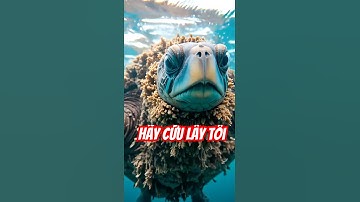 Giải Cứu Động vật || Rùa Biển Bị Hà Biển Ký Sinh | Sea Turtle Net Rescue Mission